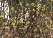 盛花期已到，来瀛洲公园赏蜡梅