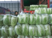 应对寒潮，江扬批发市场从不同产地调运蔬菜，确保稳定货源供应