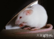 4月3日属鼠运势深度剖析：事业、财运、感情、健康全面解读！
