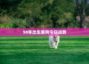 生肖狗今日运势（4月3日）：健康、人际关系、学习运势全面掌握