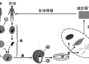 克隆人镜像纹争议：掌纹伦理边界究竟在哪里？