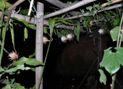 从网红昙花到流量持久：精准计算公式，帮你规避流量陷阱，持续获得关注！