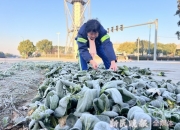 打霜青菜，格外甜
